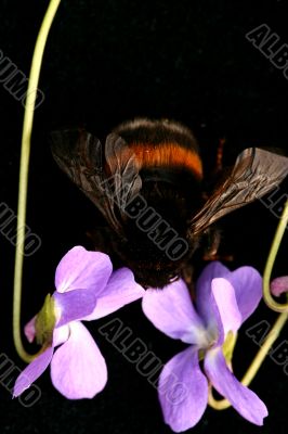 Bumblebee isolated in white