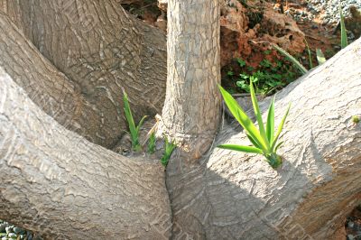 Fantastic tree
