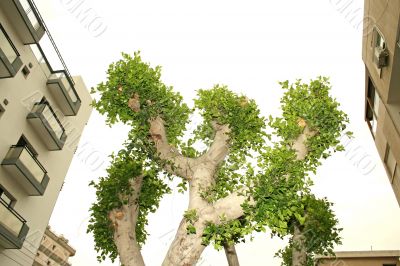 Fantastic tree