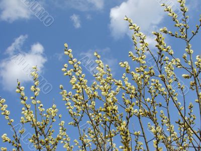 pussy willow