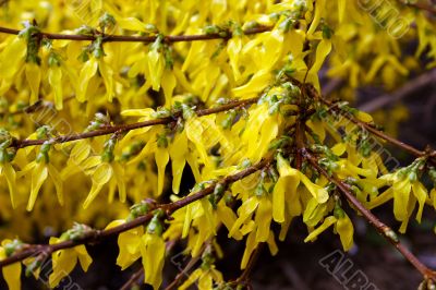 Spring bush