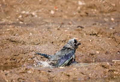 A washing jackdaw