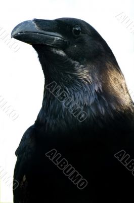 Blackbird