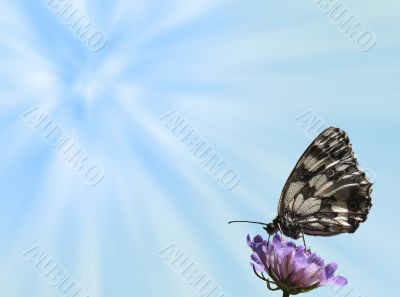Butterfly background