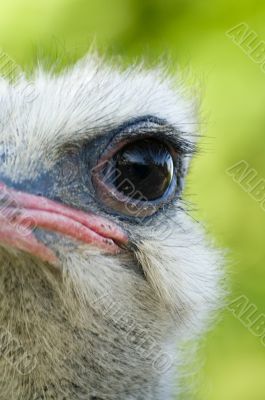 Ostrich eye