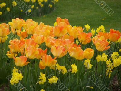 Daffodils and tulips