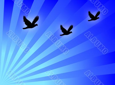 Birds fly