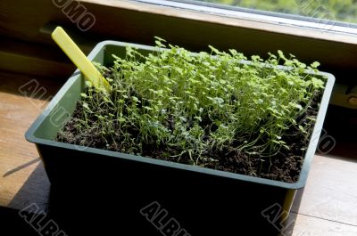 growing little plants