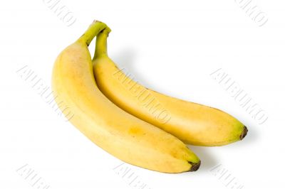 two bananas isolated