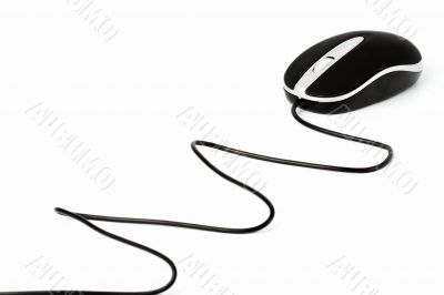 isolated mouse with wire
