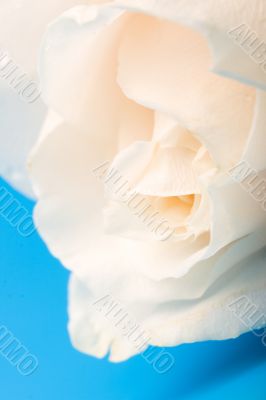 closeup  vertical rose flower