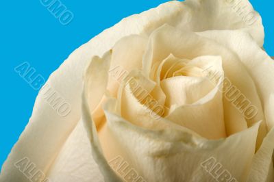 white rose with blue background