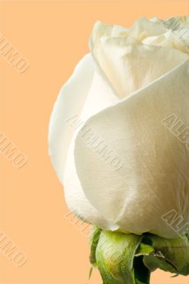 white rose vertical