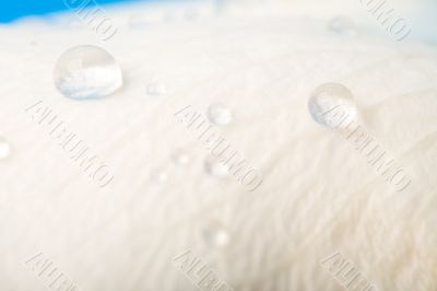 drops on rose petal