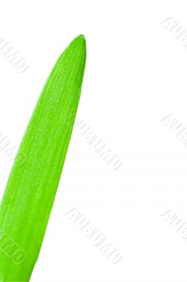one green grass leaf