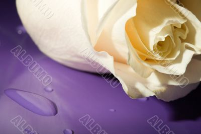macro white rose on lilac