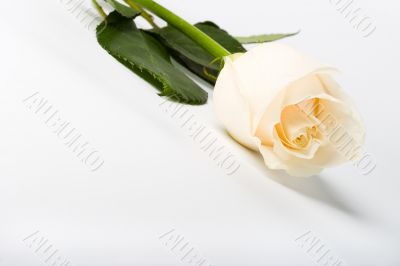 rose on white background