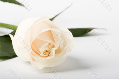 rose on white background