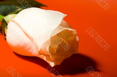 macro white rose on red