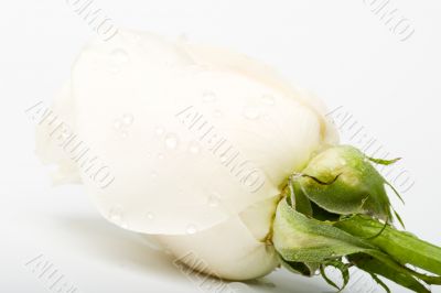 macro wet rose bud