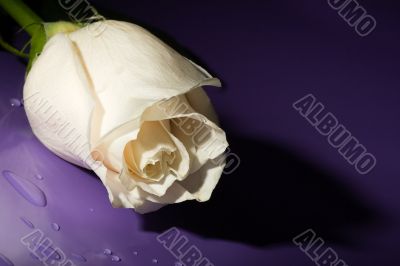 macro white rose on lilac