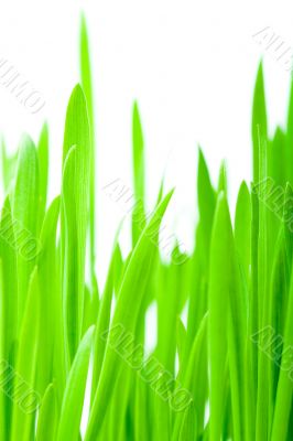 vertical green grass