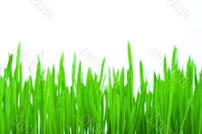 isolated green grass