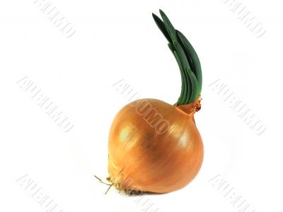 Grown onion bulb