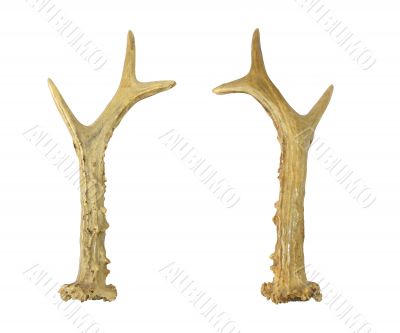 Horn of a deer