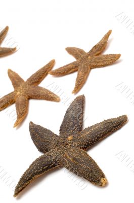 starfish close up