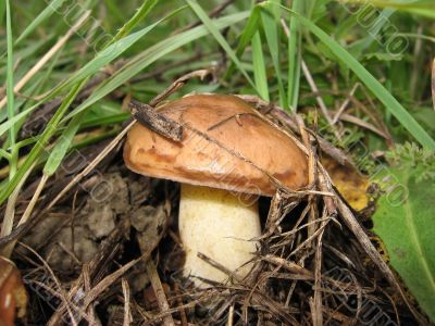 Close up of mushroom in the forest