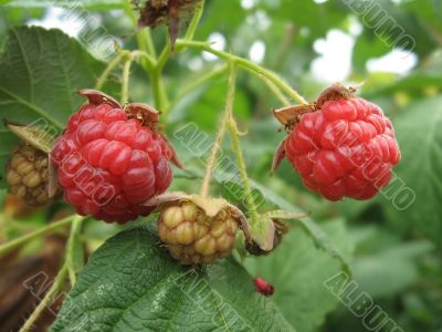 Raspberrys growing