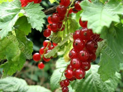 red currant