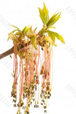 flowering tatarian maple