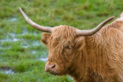 Highland cattle