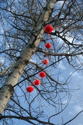 Red lanterns on the birch