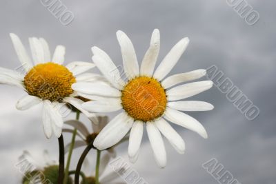  white camomiles