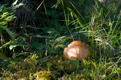 brown russules