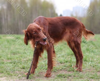 tasty branch