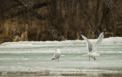 Seagull Taking Off