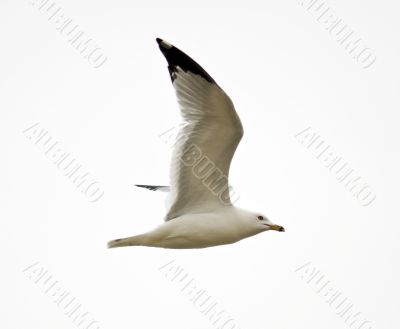 Isolated Seagull