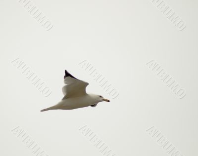 Seagull