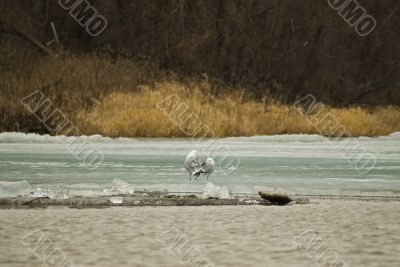 Two Seagulls