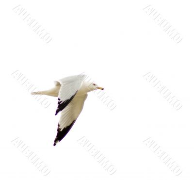 Seagull Isolated On White