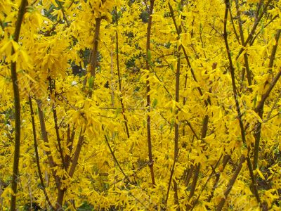 Yellow blooming bushes of forsythia.