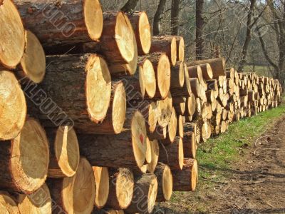 wood