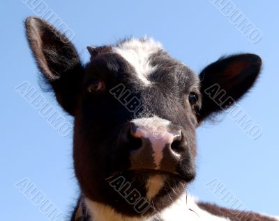 The Funny calf.