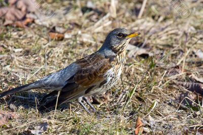 fieldfare (turdus pilaris)