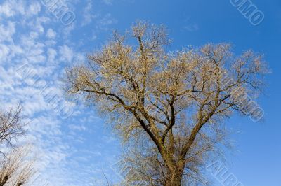 Spring poplar