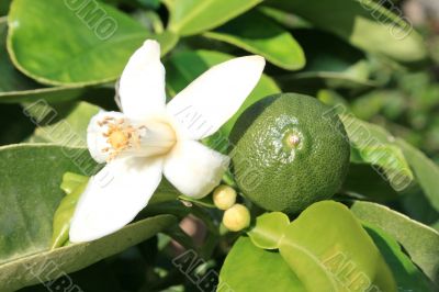 Citruse